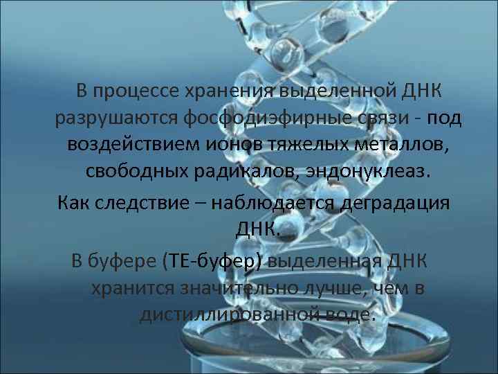  В процессе хранения выделенной ДНК  разрушаются фосфодиэфирные связи - под воздействием ионов