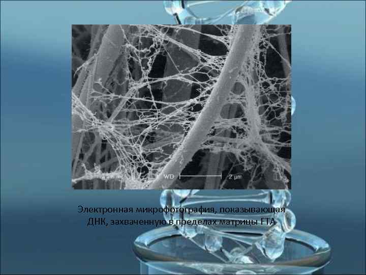 Электронная микрофотография, показывающая  ДНК, захваченную в пределах матрицы FTA 