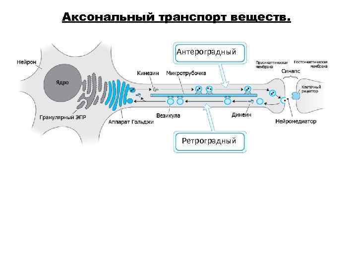 Аксональный транспорт веществ.   Антероградный     Ретроградный 