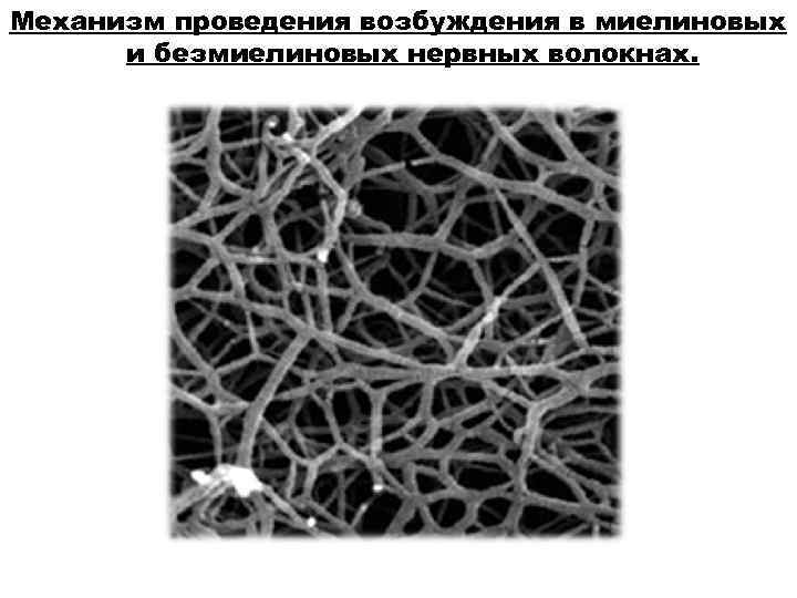 Механизм проведения возбуждения в миелиновых  и безмиелиновых нервных волокнах. 