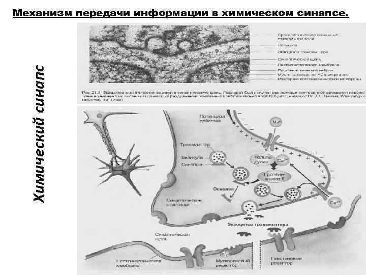 Механизм передачи информации в химическом синапсе. Химический синапс 