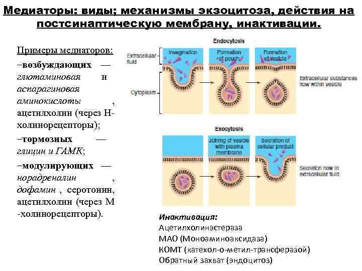 Медиаторы: виды; механизмы экзоцитоза, действия на постсинаптическую мембрану, инактивации.  Примеры медиаторов:  –возбуждающих