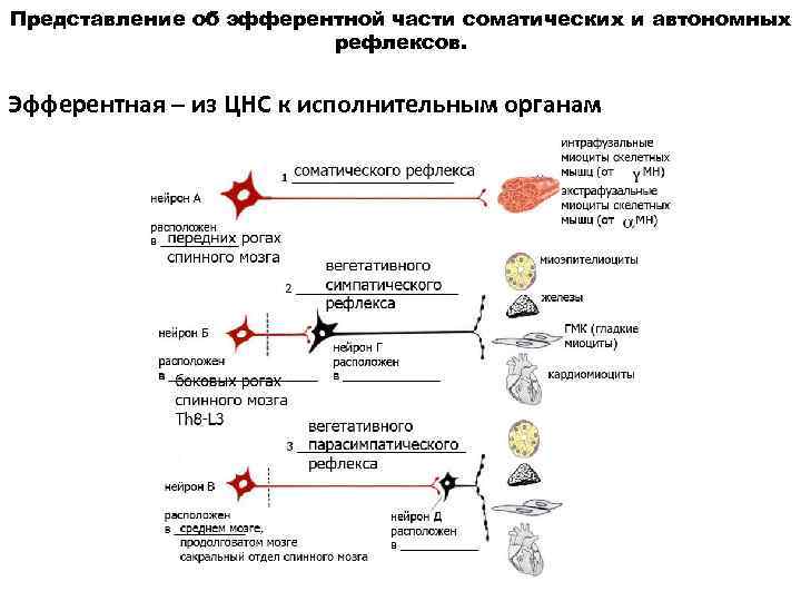 Представление об эфферентной части соматических и автономных     рефлексов.  Эфферентная