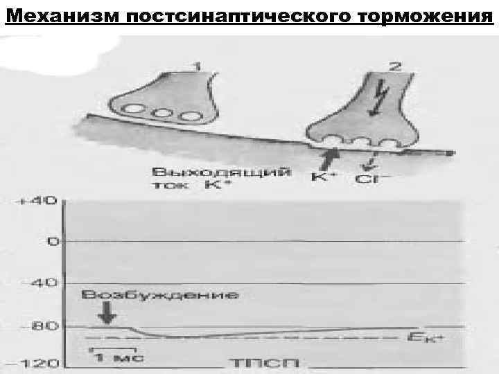 Механизм постсинаптического торможения 