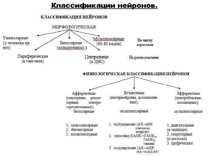 Классификации нейронов. 