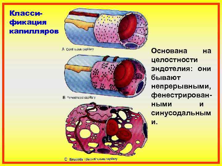 Класси- фикация капилляров    Основана на    целостности  