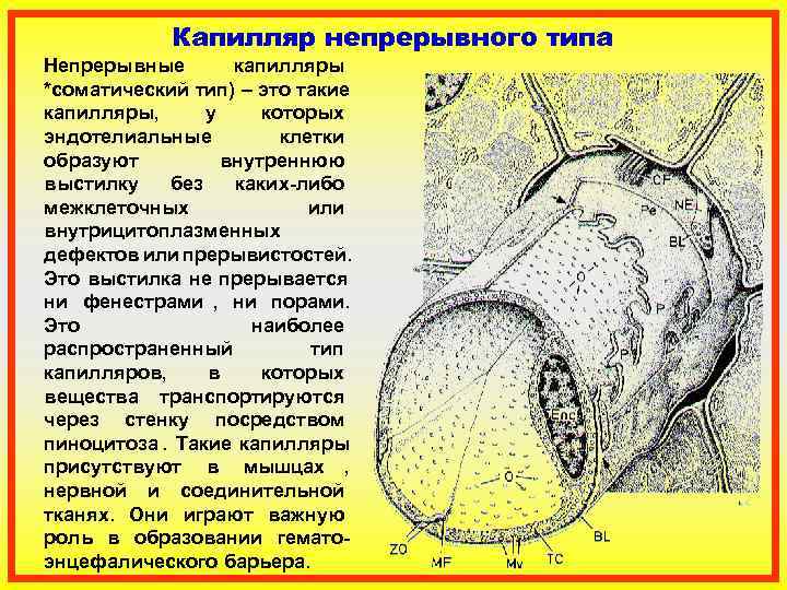    Капилляр непрерывного типа Непрерывные   капилляры *соматический тип) – это