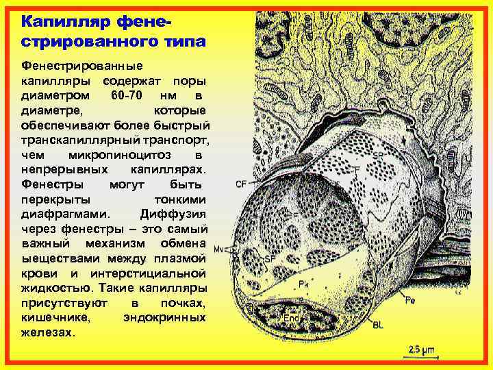 Капилляр фене- стрированного типа Фенестрированные    капилляры содержат поры диаметром  60