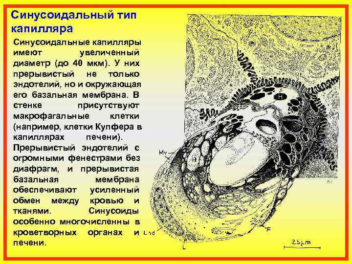 Синусоидальный тип капилляра Синусоидальные капилляры имеют   увеличенный диаметр (до 40 мкм). 