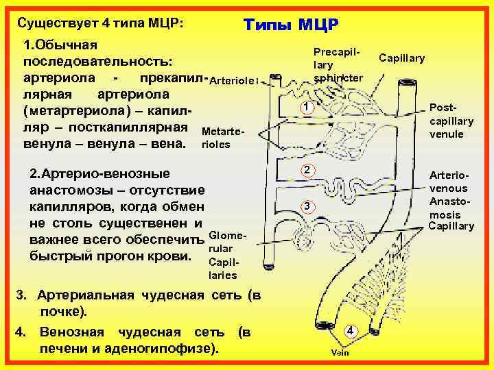 Существует 4 типа МЦР:   Типы МЦР 1. Обычная    