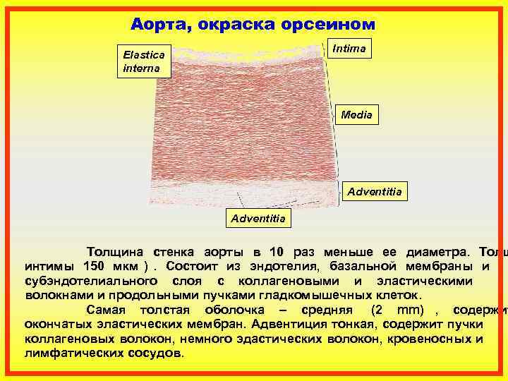     Аорта, окраска орсеином     Intima  