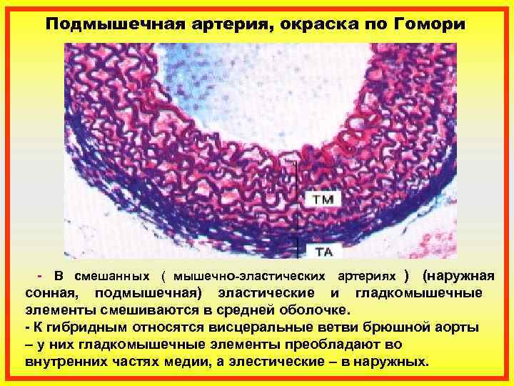  Подмышечная артерия, окраска по Гомори  - В смешанных ( мышечно-эластических артериях )