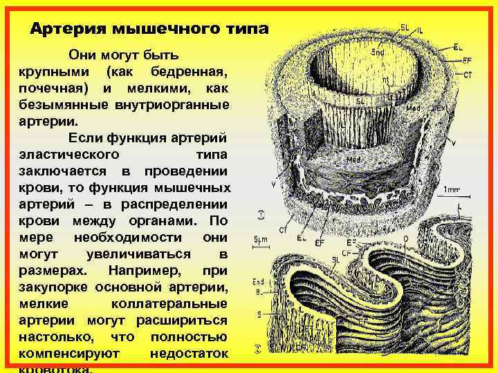 К артериям мышечного типа относится