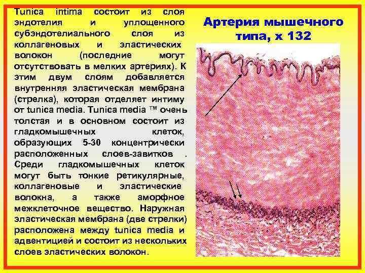 Tunica intima состоит из слоя эндотелия   и  уплощенного Артерия мышечного субэндотелиального
