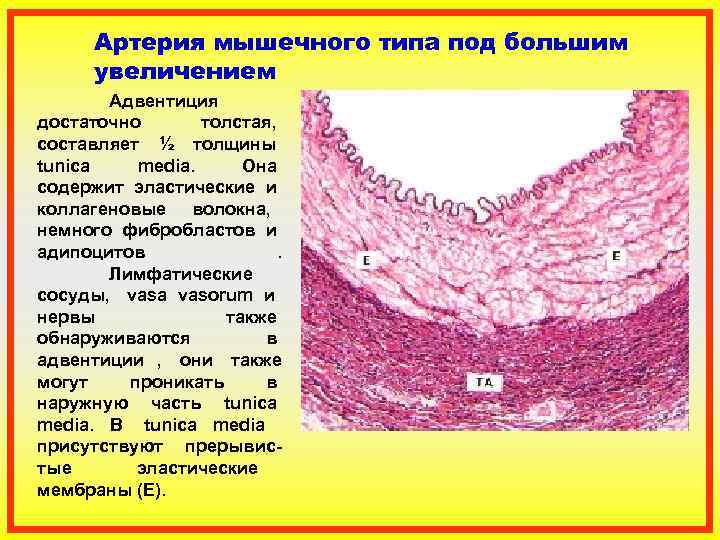 Рисунок артерии мышечного типа