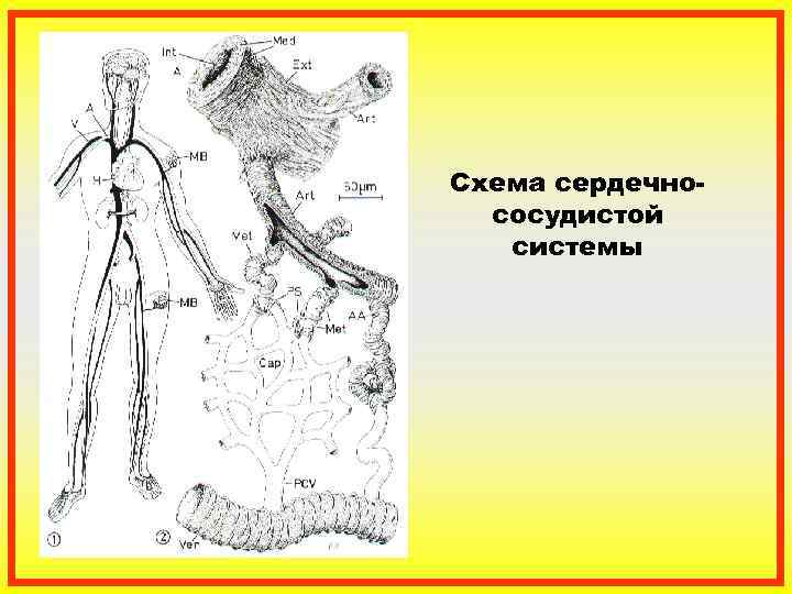 Схема сердечно-  сосудистой  системы 