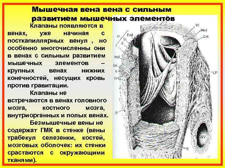   Мышечная вена с сильным   развитием мышечных элементов   Клапаны