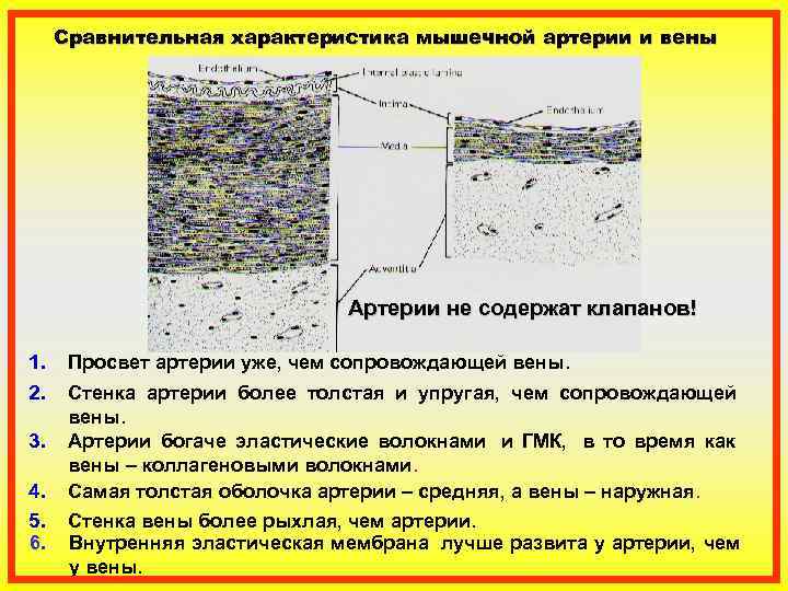 Несостоятельность клапанов вен