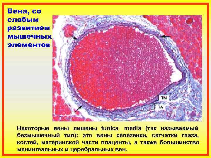 Строение стенки вены гистология