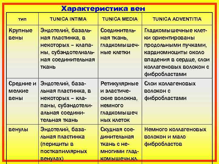    Характеристика вен  тип  TUNICA INTIMA TUNICA MEDIA TUNICA ADVENTITIA