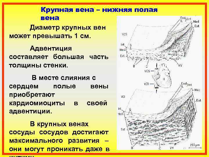   Крупная вена – нижняя полая   вена Диаметр крупных вен может