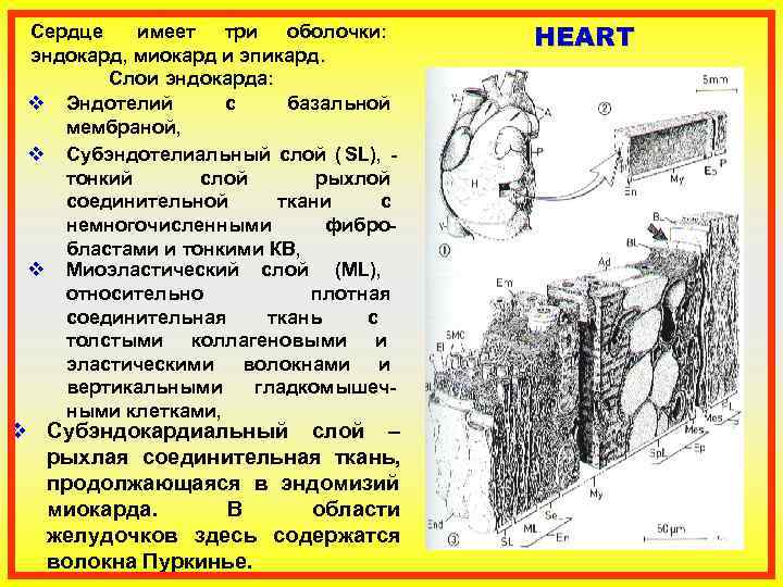  Сердце  имеет три оболочки:  HEART эндокард, миокард и эпикард.  Слои