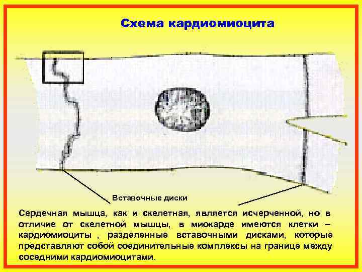 Схема соединения кардиомиоцитов вставочного диска