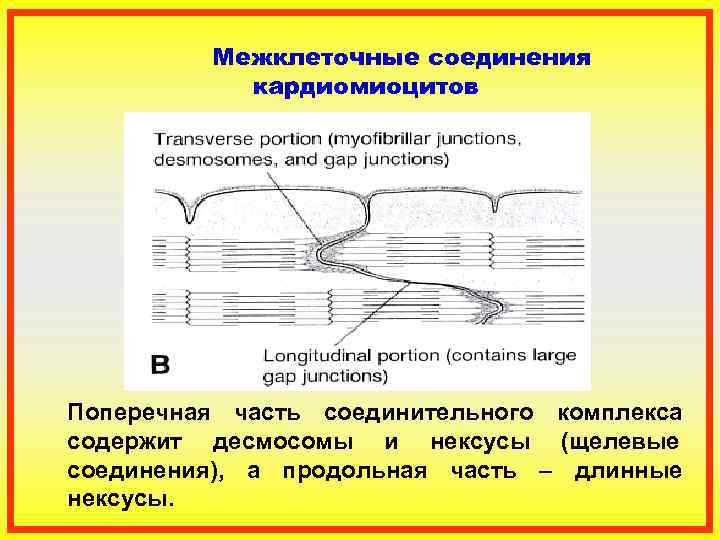 Схема соединения кардиомиоцитов вставочного диска