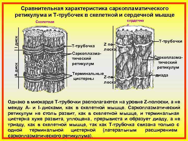  Сравнительная характеристика саркопламатического ретикулума и Т-трубочек в скелетной и сердечной мышце  