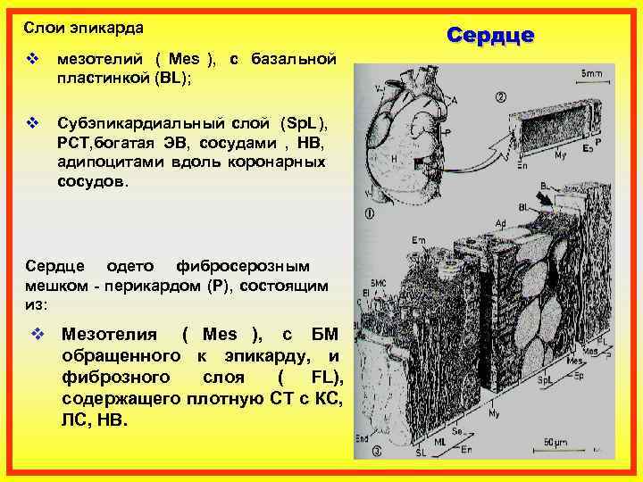 Слои эпикарда    Сердце v  мезотелий ( Mes ),  с