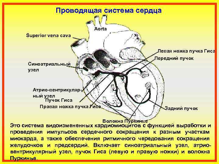     Проводящая система сердца      Aorta Superior
