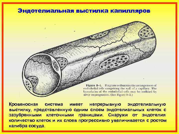   Эндотелиальная выстилка капилляров Кровеносная система имеет непрерывную эндотелиальную выстилку,  представленную одним