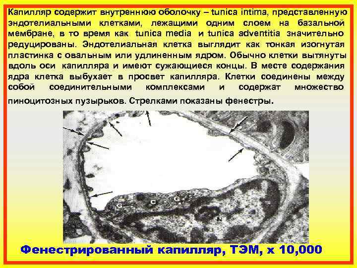 Капилляр содержит внутреннюю оболочку – tunica intima, представленную эндотелиальными клетками,  лежащими одним слоем