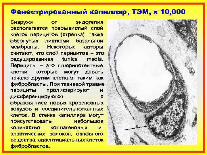 Фенестрированный капилляр, TЭM, x 10, 000  Снаружи   от   эндотелия