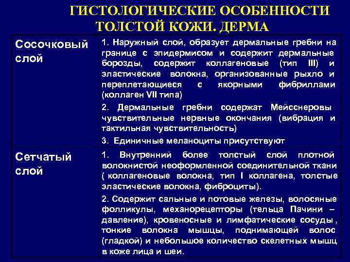   ГИСТОЛОГИЧЕСКИЕ ОСОБЕННОСТИ  ТОЛСТОЙ КОЖИ. ДЕРМА Сосочковый  1. Наружный слой, образует
