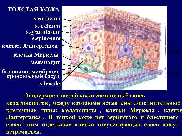 Клетки лангерганса. Строение эпидермиса с клетками Лангерганса. Клетки Гринстейна эпидермиса. Клетки Лангерганса в коже гистология. Клетки Меркеля строение гистология.