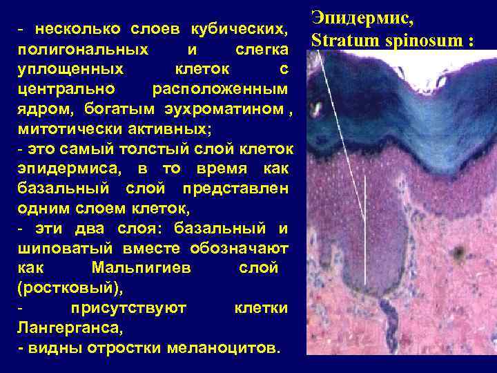       Эпидермис, - несколько слоев кубических, полигональных  и