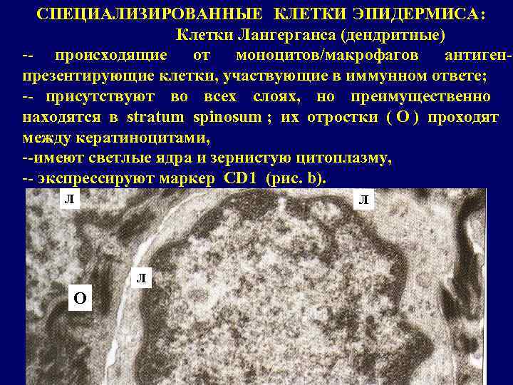   СПЕЦИАЛИЗИРОВАННЫЕ КЛЕТКИ ЭПИДЕРМИСА:     Клетки Лангерганса (дендритные) -- происходящие