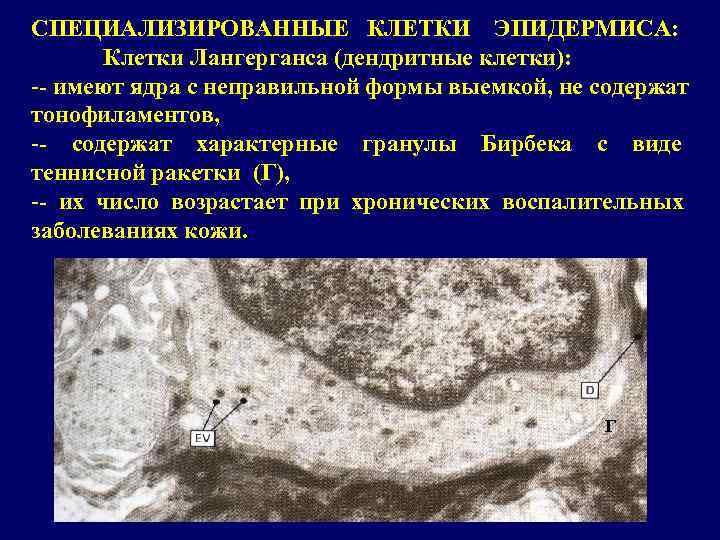 СПЕЦИАЛИЗИРОВАННЫЕ КЛЕТКИ ЭПИДЕРМИСА:   Клетки Лангерганса (дендритные клетки): -- имеют ядра с неправильной