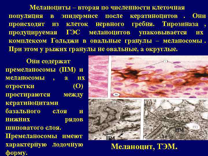  Меланоциты – вторая по численности клеточная популяция в эпидермисе после кератиноцитов. Они происходят