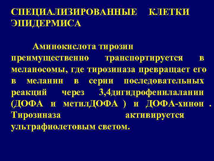 СПЕЦИАЛИЗИРОВАННЫЕ   КЛЕТКИ ЭПИДЕРМИСА Аминокислота тирозин преимущественно  транспортируется  в меланосомы, где