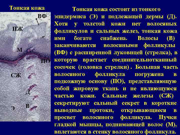 Тонкая кожа   Тонкая кожа состоит из тонкого   ВФ  эпидермиса