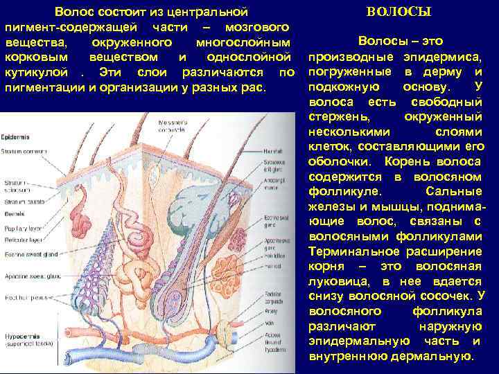   Волос состоит из центральной   ВОЛОСЫ пигмент-содержащей части – мозгового вещества,