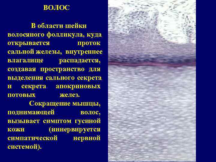    ВОЛОС   В области шейки волосяного фолликула, куда открывается 