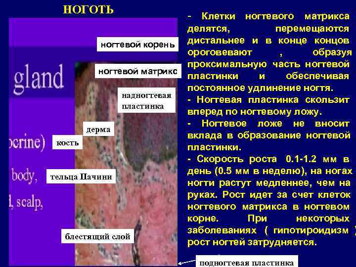  НОГОТЬ      - Клетки ногтевого матрикса   