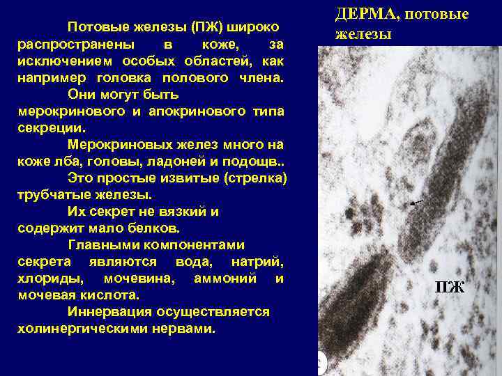     ДЕРМА, потовые  Потовые железы (ПЖ) широко   