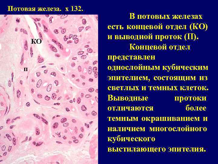 Потовая железа. x 132.       В потовых железах 