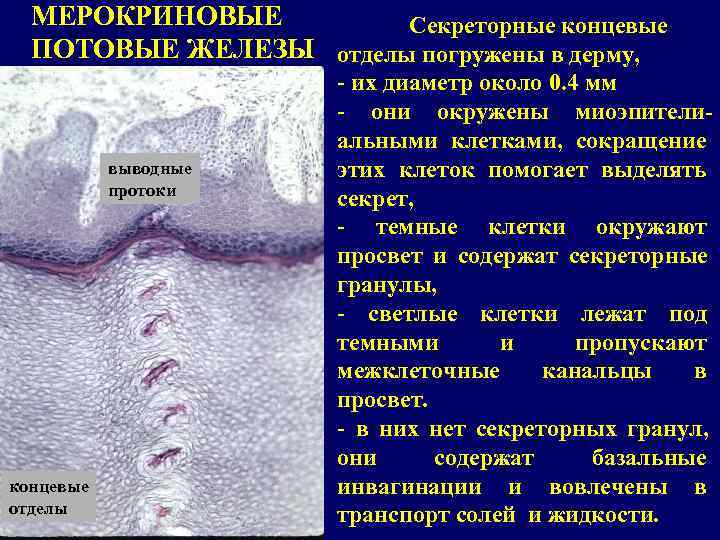  МЕРОКРИНОВЫЕ   Секреторные концевые  ПОТОВЫЕ ЖЕЛЕЗЫ отделы погружены в дерму, 