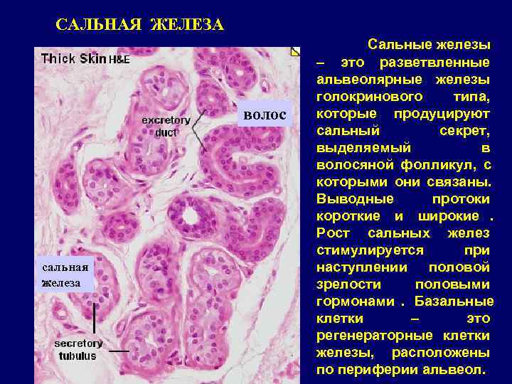 Сальные железы. Сальная железа структура. Клетки сальных желез секретируют:. Сальные железы классификация.