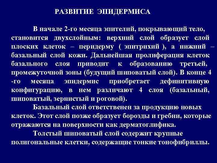   РАЗВИТИЕ ЭПИДЕРМИСА  В начале 2 -го месяца эпителий, покрывающий тело, становится